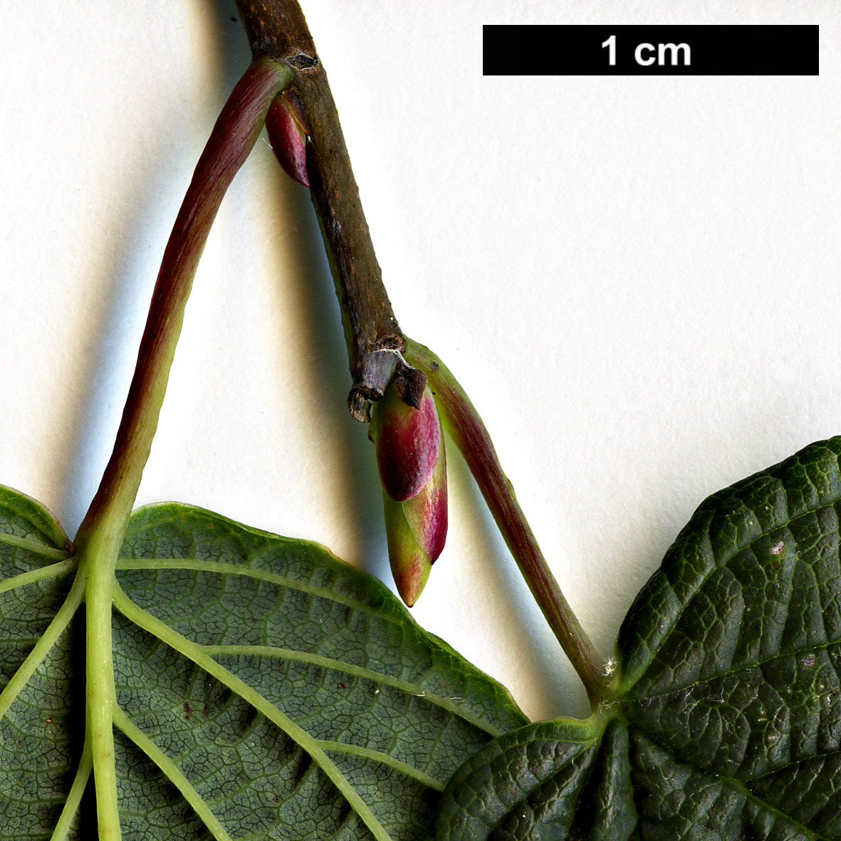 High resolution image: Family: Hamamelidaceae - Genus: Corylopsis - Taxon: sinensis - SpeciesSub: var. calvescens